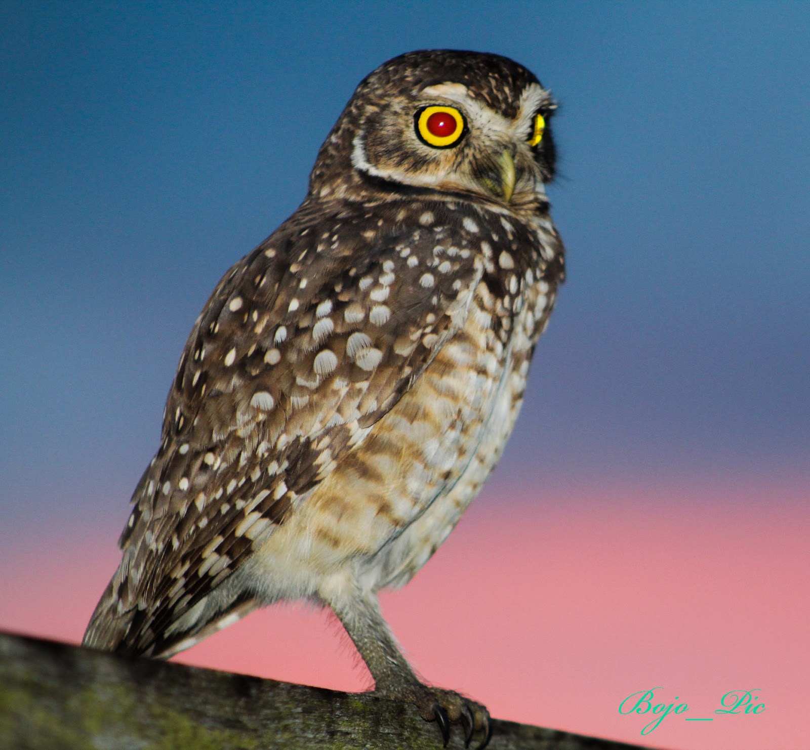 Beautiful Guyanese owl species at sunset