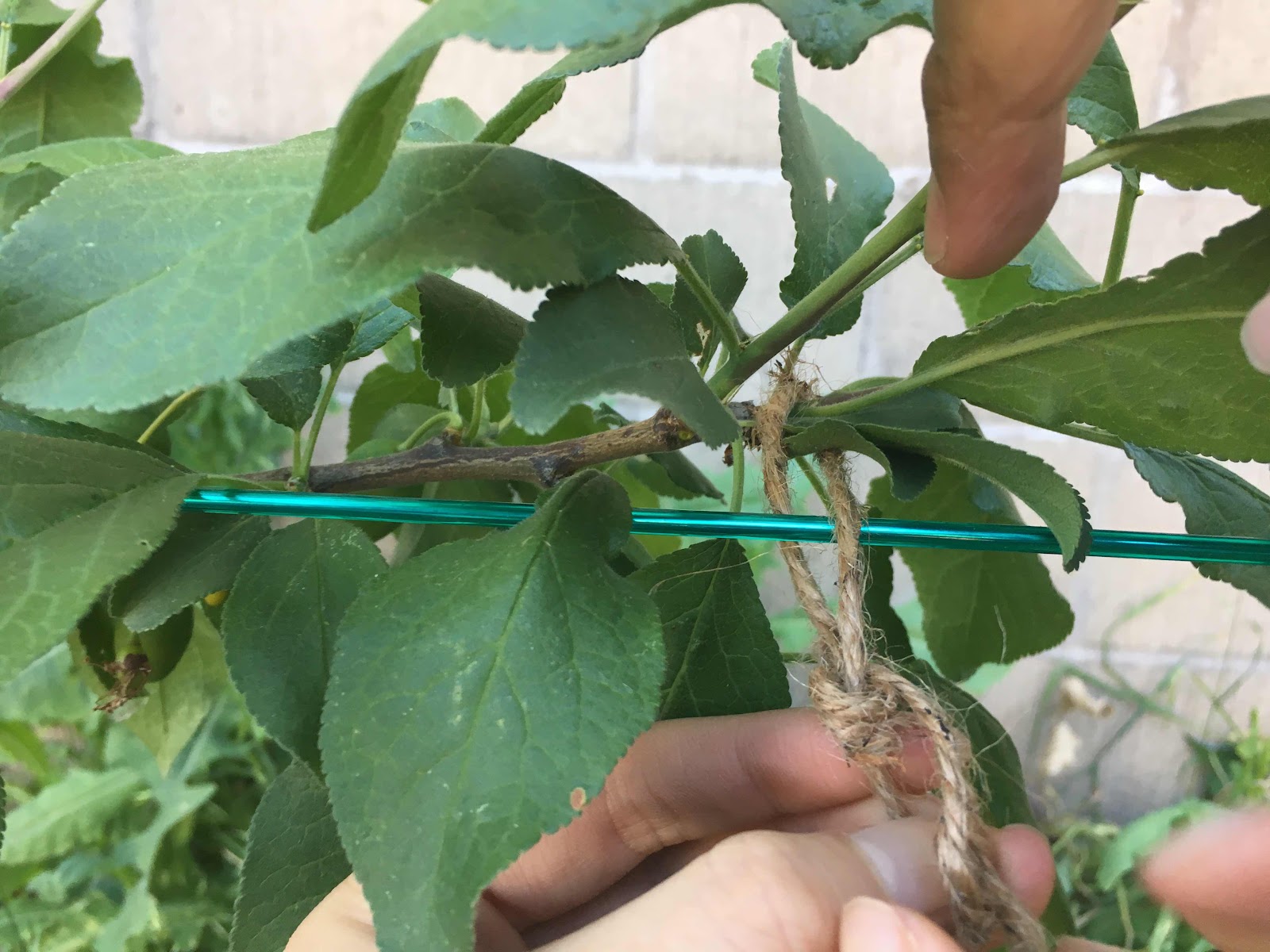 Attaching plum tree to espalier wires with twine