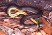 Image of adult 
Ringneck snake.