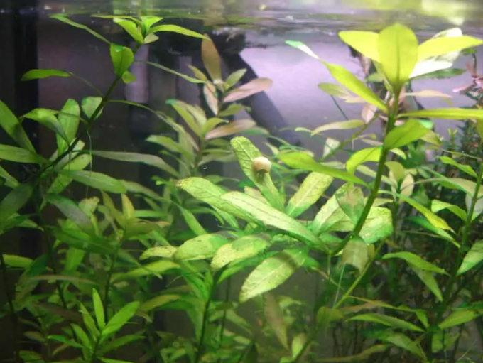 Hygrophilia Polysperma - types of aquarium plants