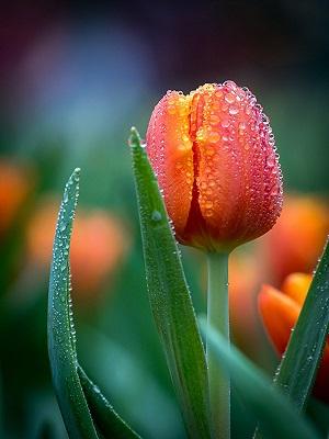 a tulip with dewdrops
