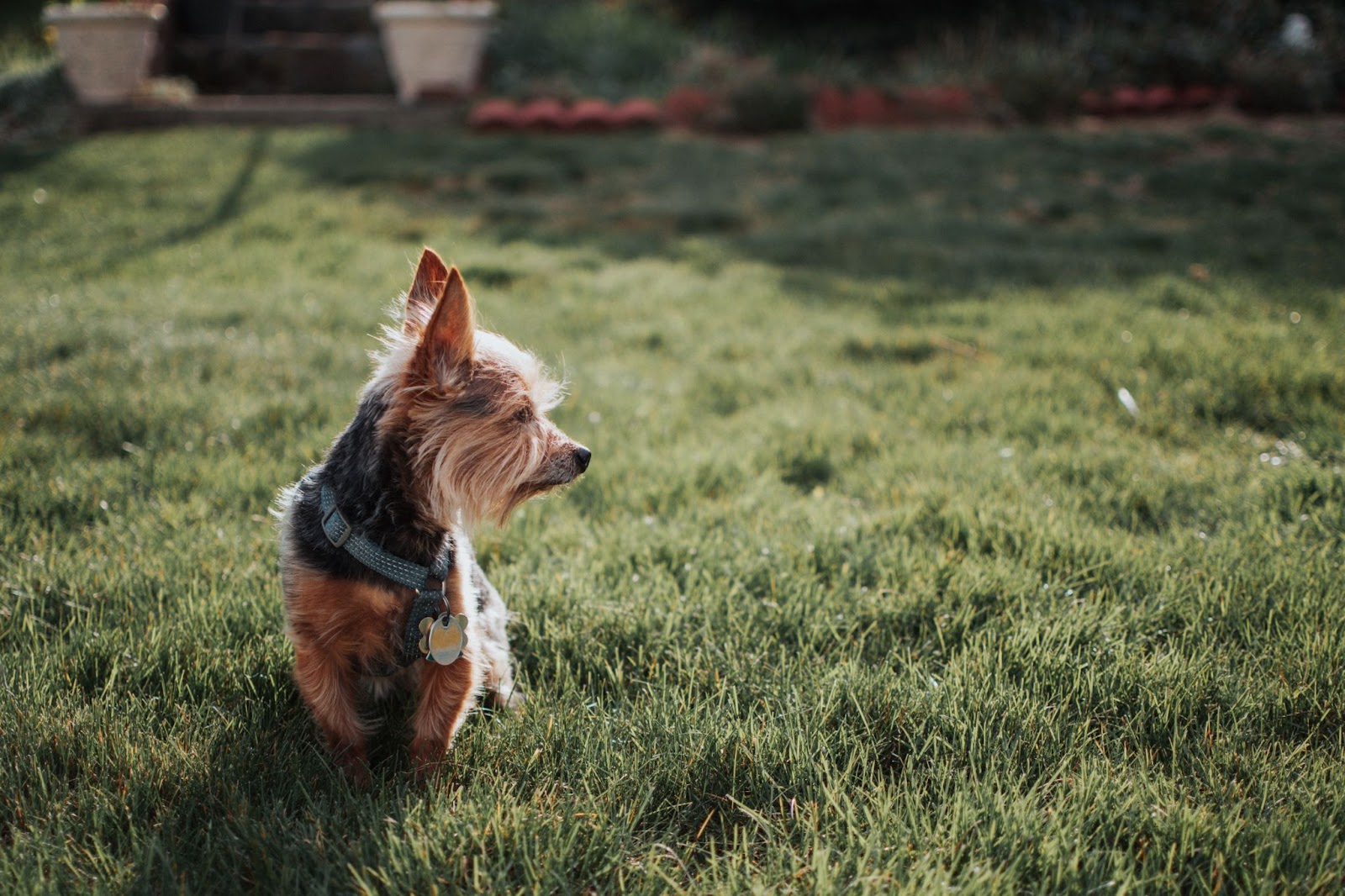 Are Yorkies Hunting Dogs?