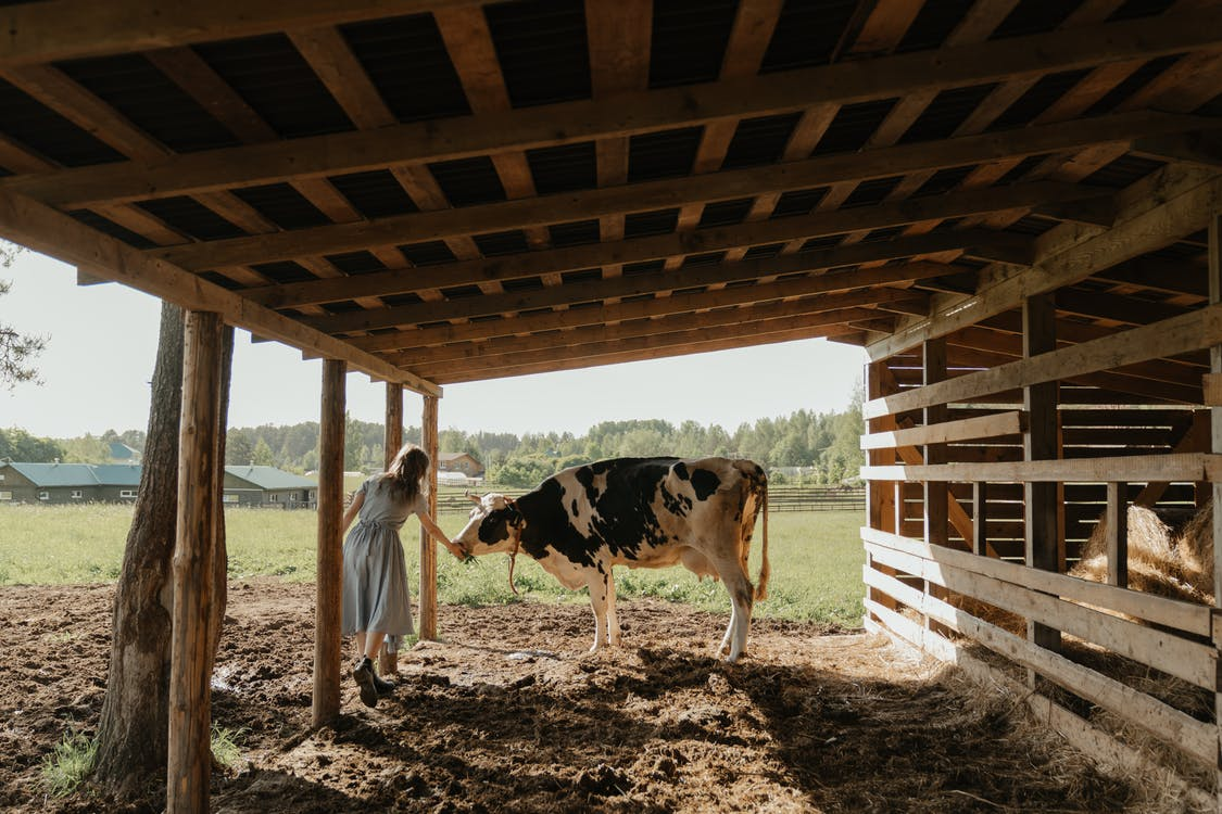 woman with cow next to shelter