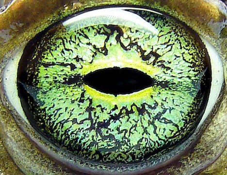 green-toad-eye-opener.jpg