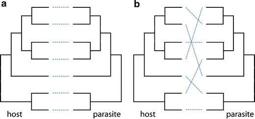 Panel A shows two phylogenetic trees with the same divergence structure for 7 hosts and 7 parasites across from each other, with dashed lines connecting directly across symmetrically indicating strict coevolution of hosts and parasites. Panel B shows the same phylogenetic trees with only two pairs of host and parasite that diverged in the same way. The rest of the 5 pairs are connected by diagonal lines that connect species of different evolutionary backgrounds.