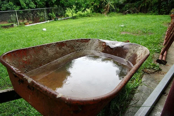 Photo of a wheelbarrow outside in a lawn-covered backyard. There is water in the wheelbarrow.