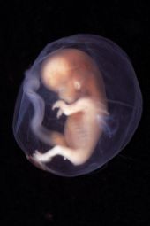 embryo in human body