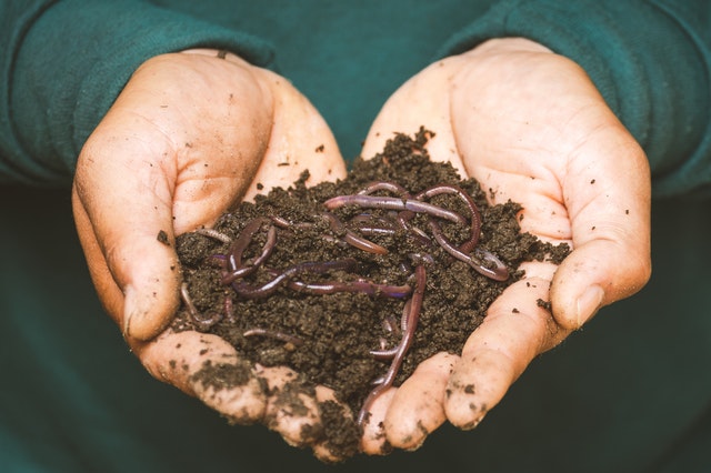 рдХрдорд╛рдПрдВ рдХреЗрдВрдЪреБрдЖ рдЦрд╛рдж рдХреЗ рдмрд┐рдЬрдиреЗрд╕ рдХреЛрдИ рдХрд░реЗ | Earthworm Compost Unique Business in Hindi | Vermi Compost 100% Cheap And High Earning Businesses