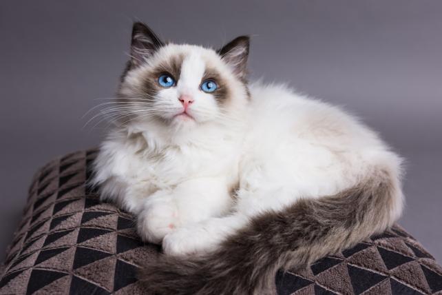 So you're thinking about getting…a Ragdoll Cat | My Pet and I