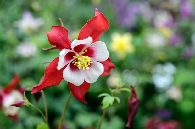Red and white aquilegia