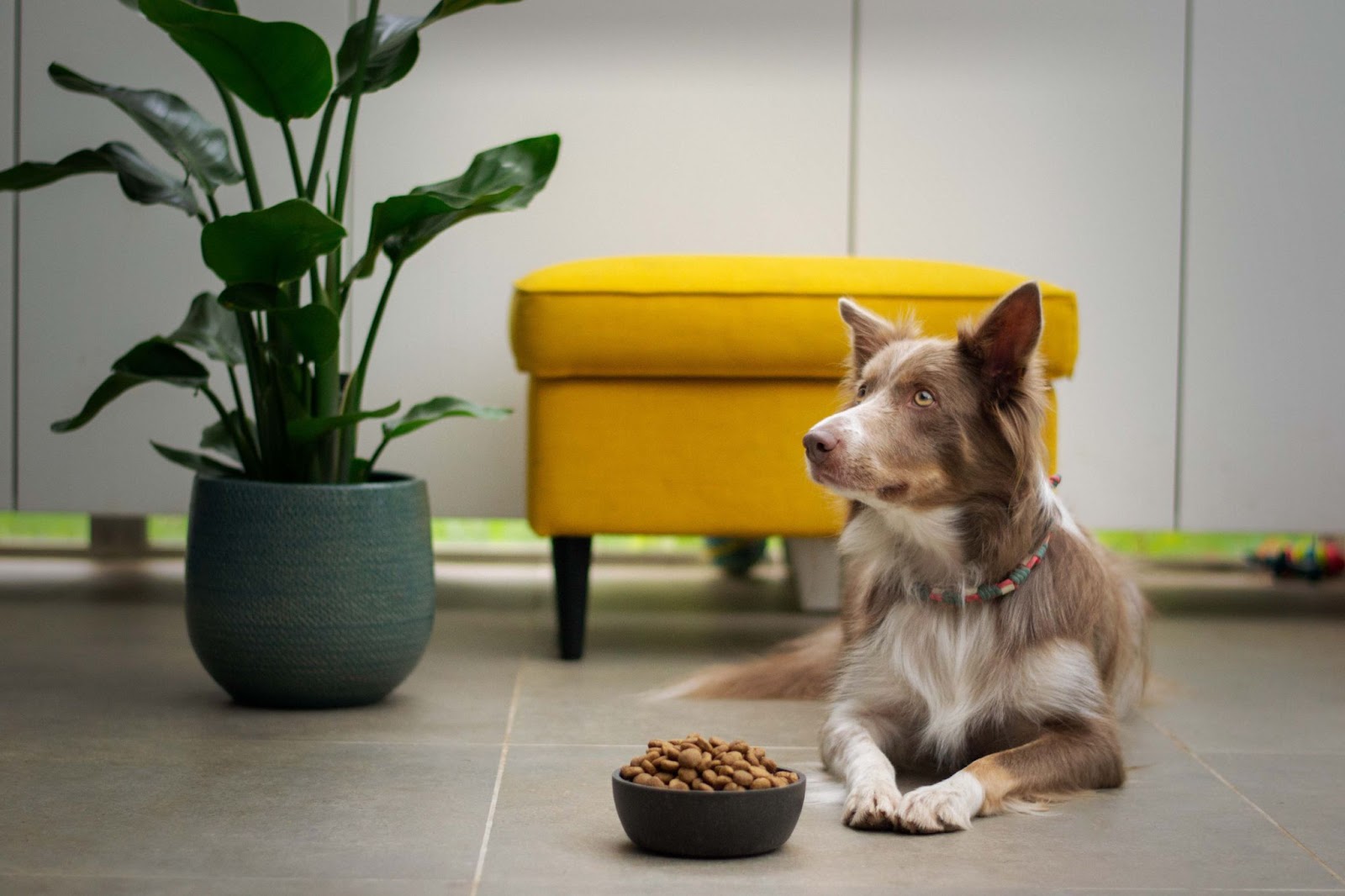 The type of dog food is essential, especially on the breed of dog that you have.