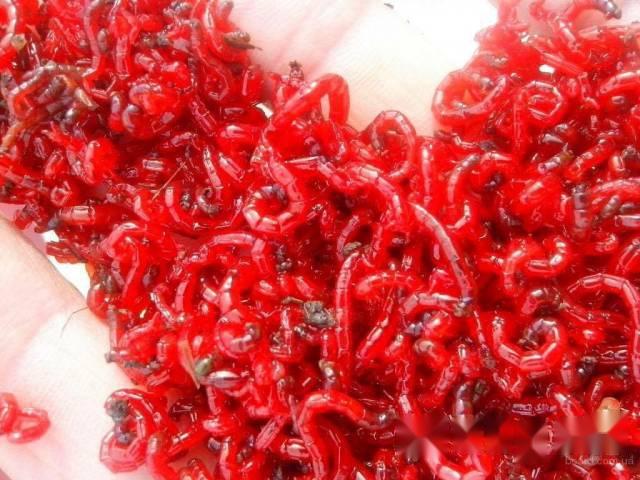 Trùn huyết rất tốt cho cá betta con