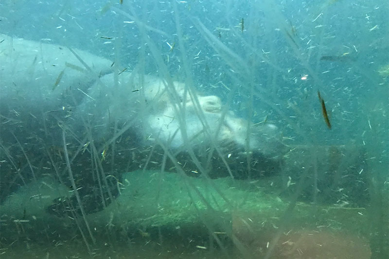 旭山動物園：かば館