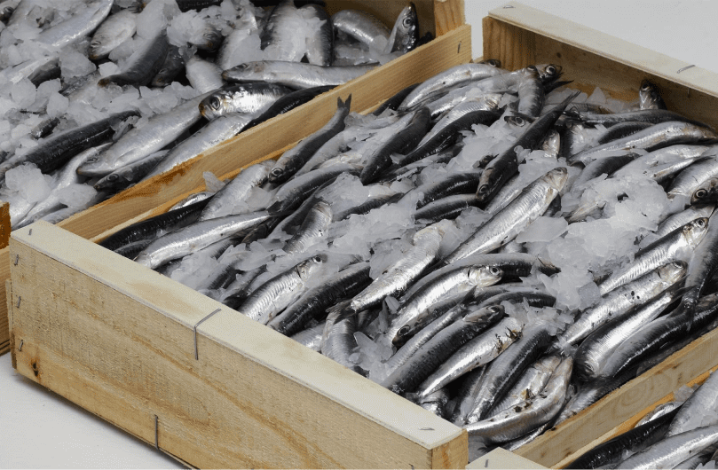 Транспортировка охлажденной рыбы в ящике во льду