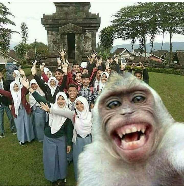 17. Selfie Click by a monkey