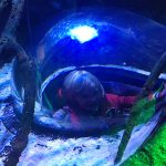 review-sealife-centre-blackpool-6