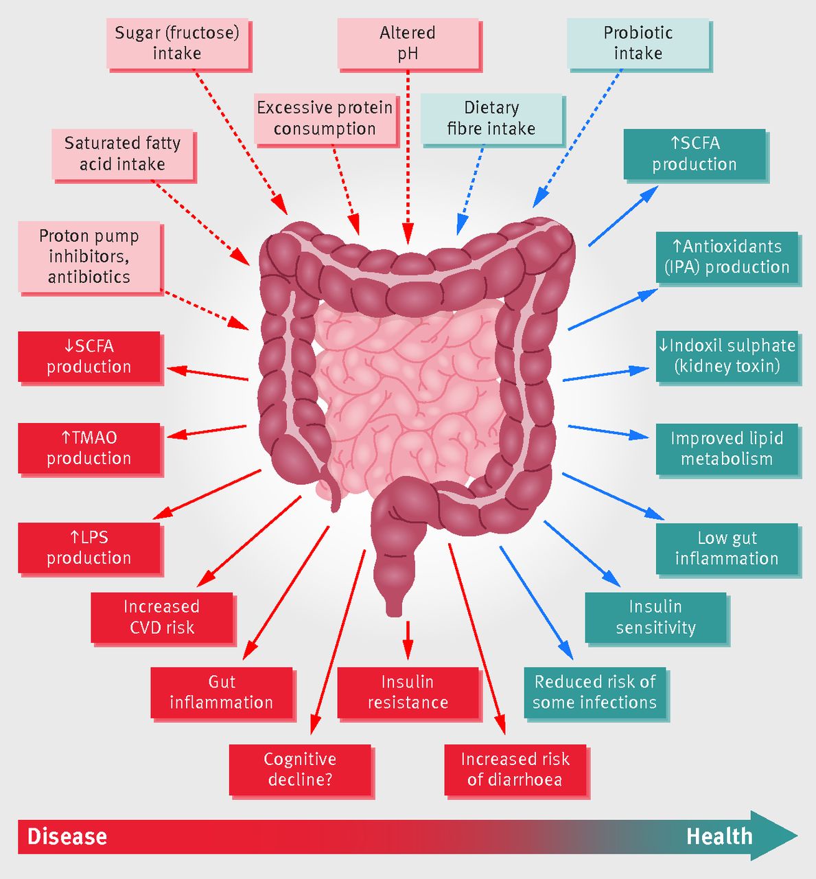 Healthy gut Microbiome