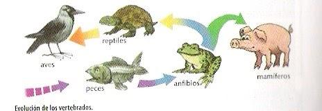 Resultado de imagen para evolucion de los animales vertebrados