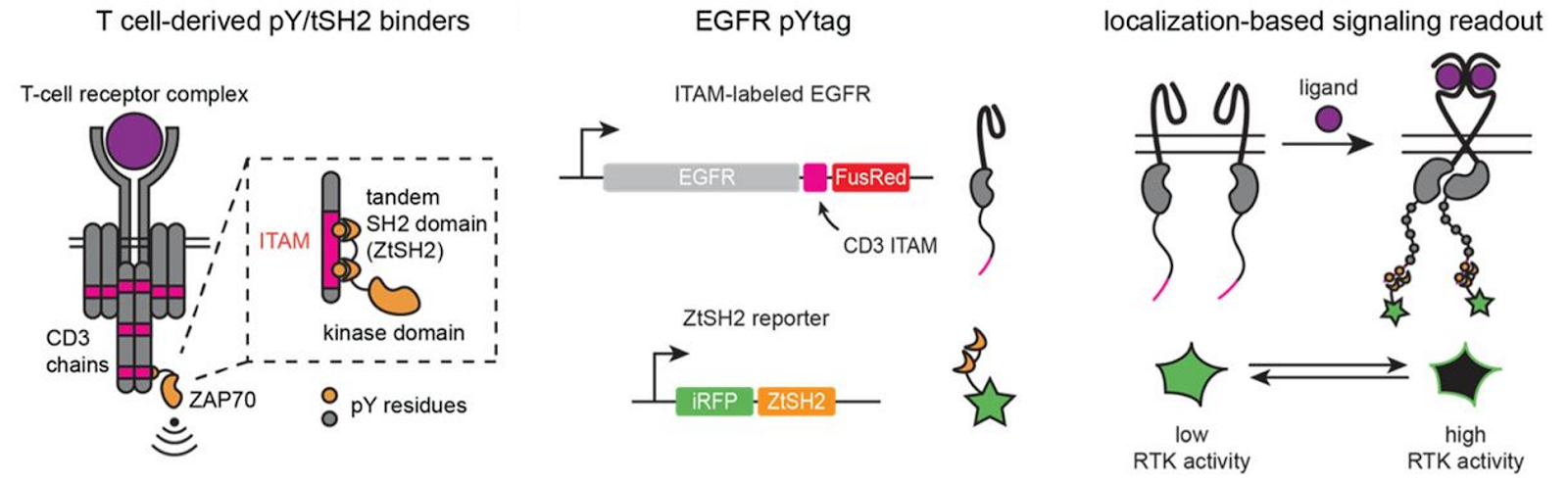 T-cell receptor complex schematic with zoom in of the ITAM (left). Schematic of EGFR gene region with the CD3ITM binding spot appearing in between EGRF and FusRed for labelling. underneath ZISH2 reporter with iRFP and ZISH2 in a gene schematic (middle.) Schematic showing localization-based signal readout through a ligand binding two intermembrane proteins causing an increase in RTK activity (right.) 