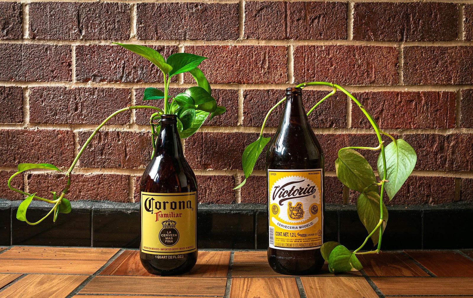Beer bottles holding pothos cuttings in front of a brick wall