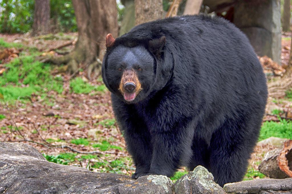 American black bear Luna | ucumari photography | Flickr