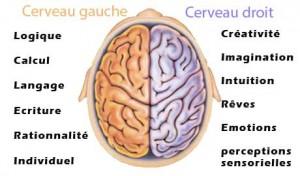 Résultat de recherche d'images pour "cerveau droit"