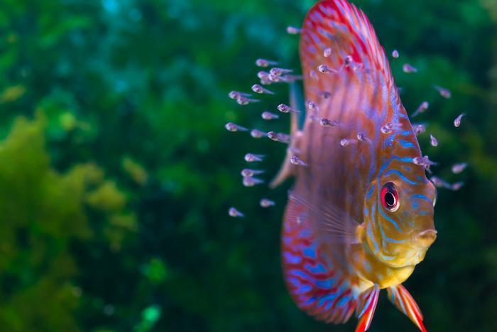 How do all those fish get into those aquariums?