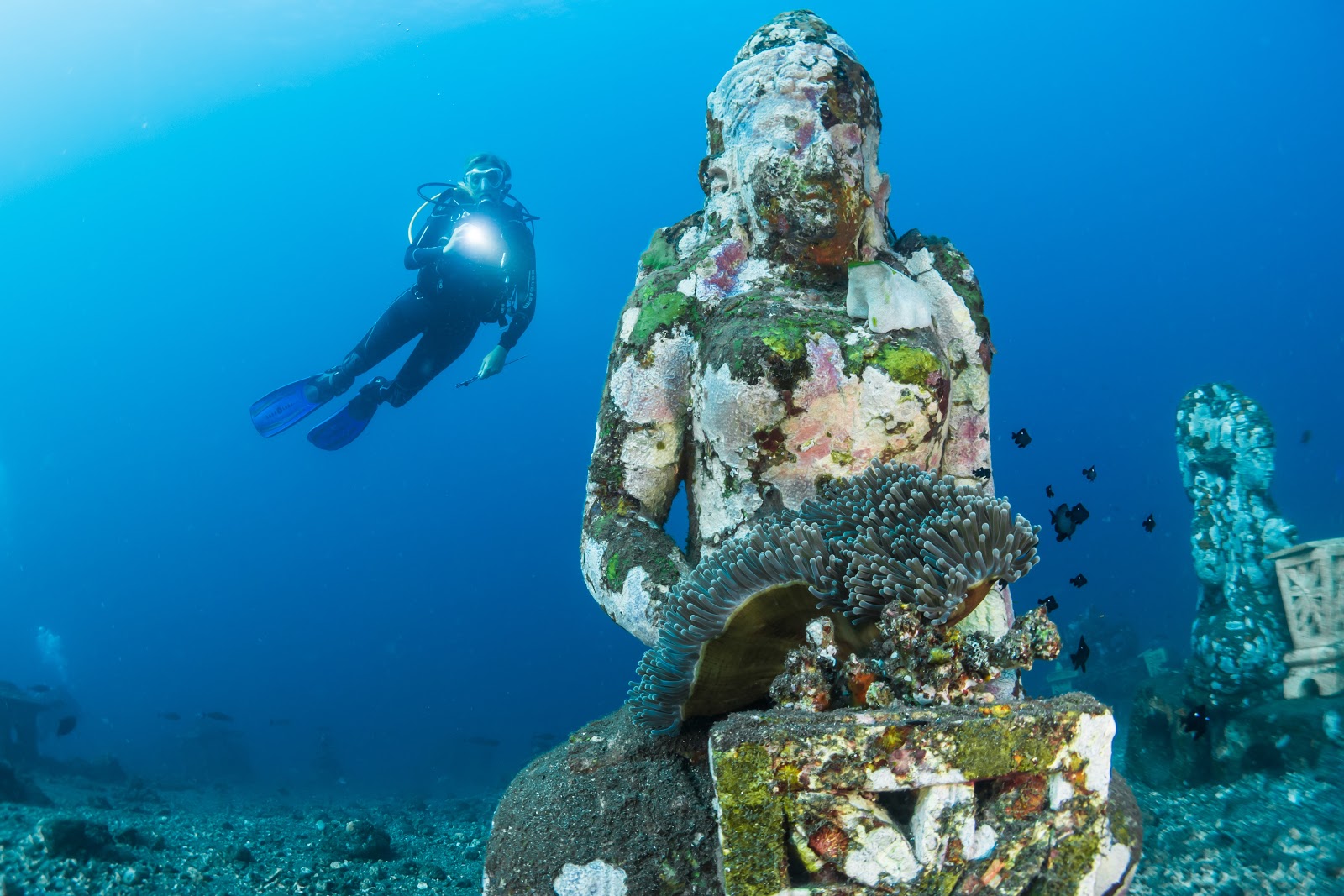 Things to do in Bali - Diving