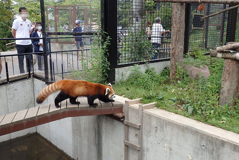 旭山動物園：レッサーパンダ館