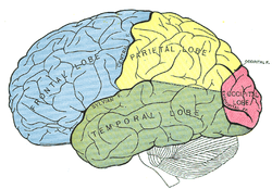 neuroanatomia: Telencéfalo