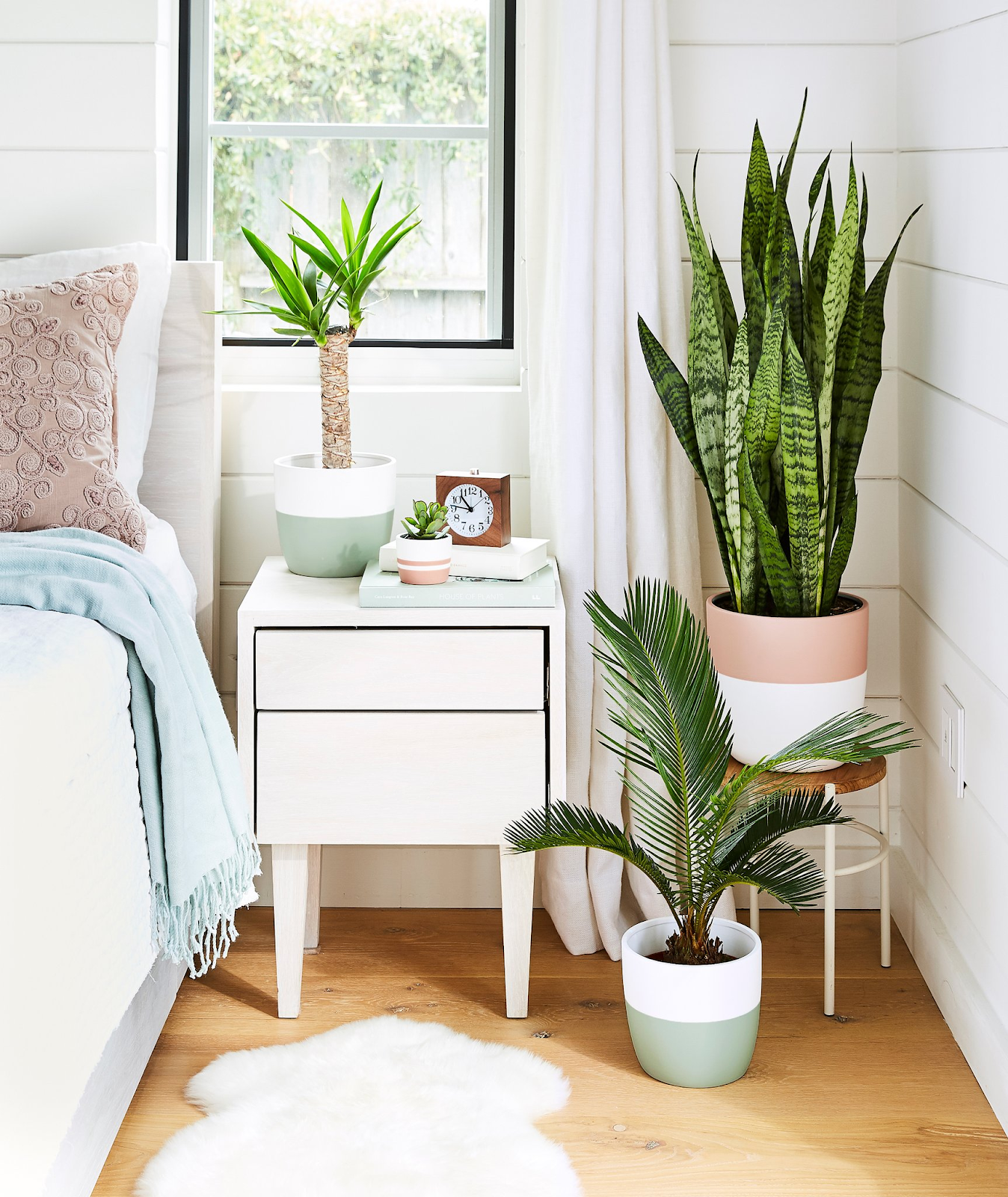 Snake plant aptly used as a bedroom decor