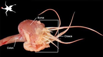 Bursa of Fabricius attached to the colon in a chicken.