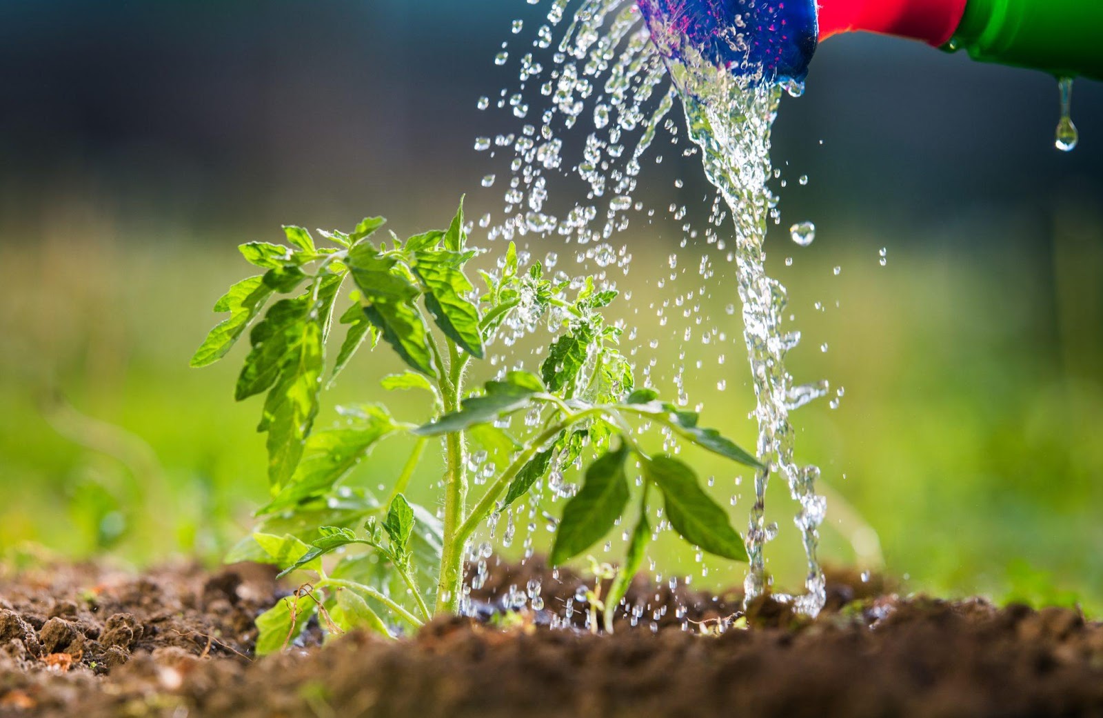 watering-tomatoes