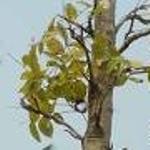 Setreospermum suovelons