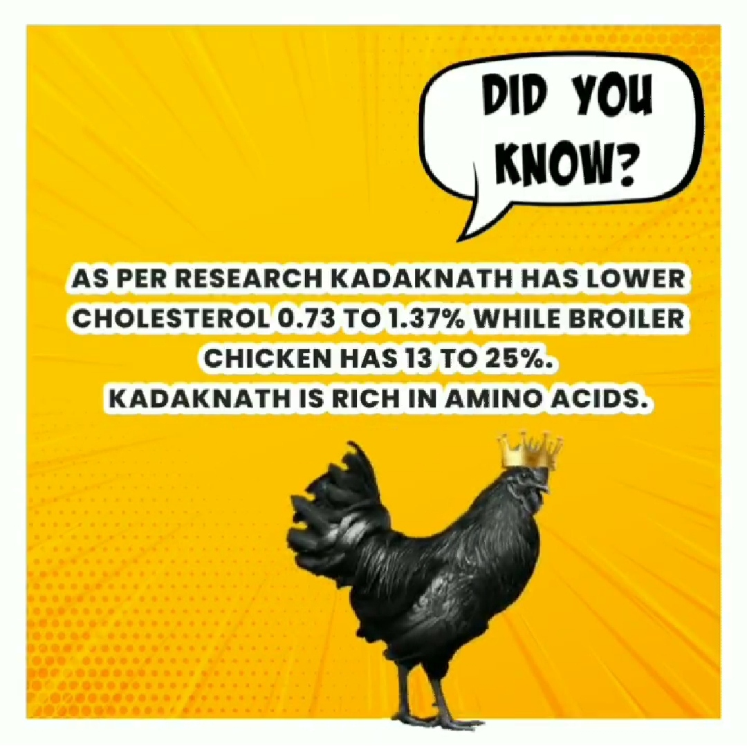 Kadaknath Chicken Available In Jammu | Here’s why you need to introduce it into your diet