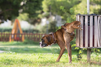 How Do I Get My Dog to Pee? - Everything You Need to Know