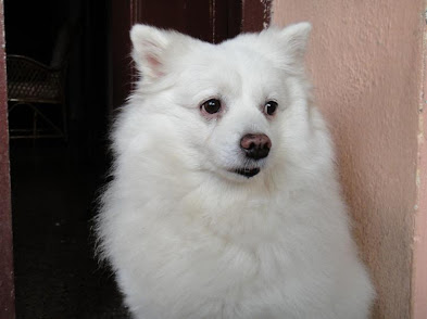 C:\Users\Aravind\Desktop\Arjun's Folder\Pictures\Pictures\Fluffy\DSC00010.JPG