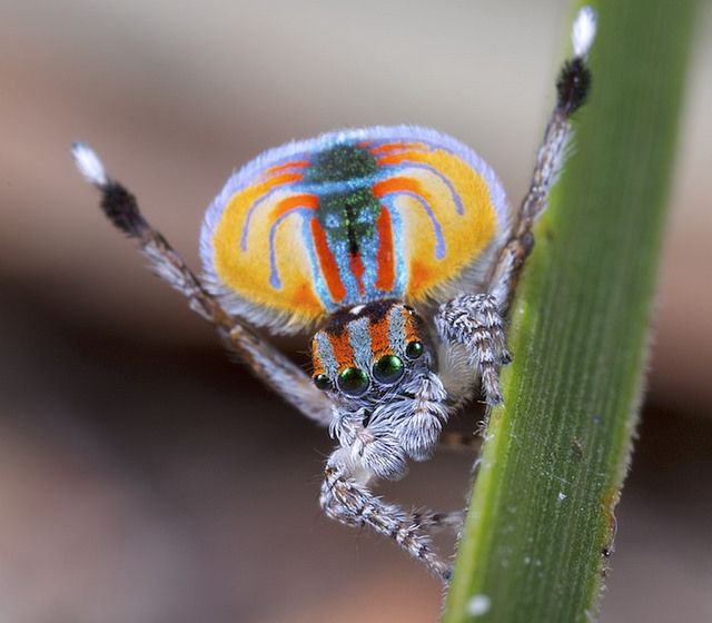 Peacock Spider. © Jurgen Otto, 2009. (CC-BY-SA 2.0)