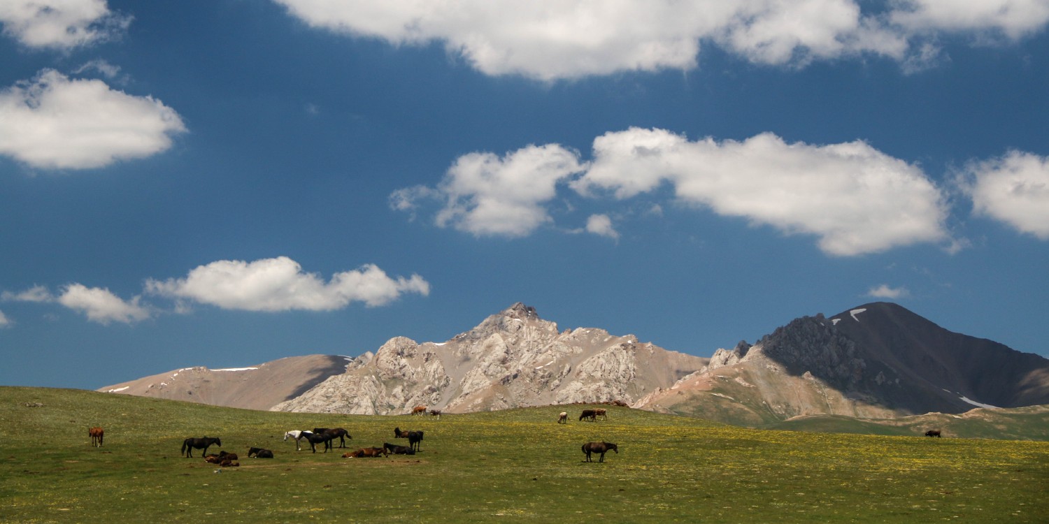 landscape image of horses grazing in the Mongolian plateau where soil and global challenges are acute