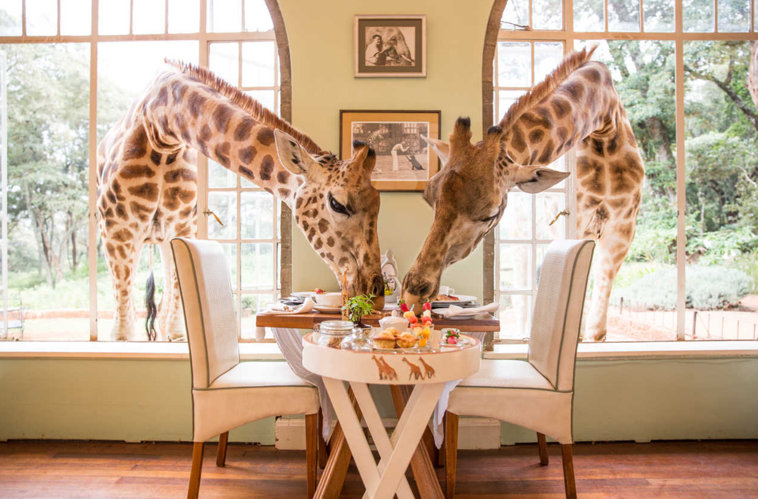 Two giraffes reach in to eat through a window at the giraffe manor luxury property in Nairobi Kenya.
