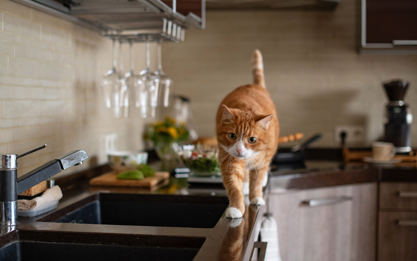 cat walking on kitchen top