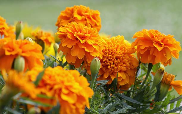 Closeup Of Orange Marigold Flowers And Foliage Stock Photo - Download Image  Now - Marigold, Flower, African Marigold - iStock