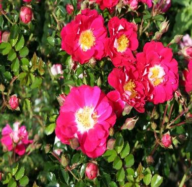 Bodendecker-Rose 'Lipstick' - Schönste Rosen & Expertenwissen