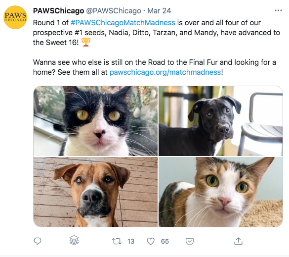 Paws exceptional Twitter content