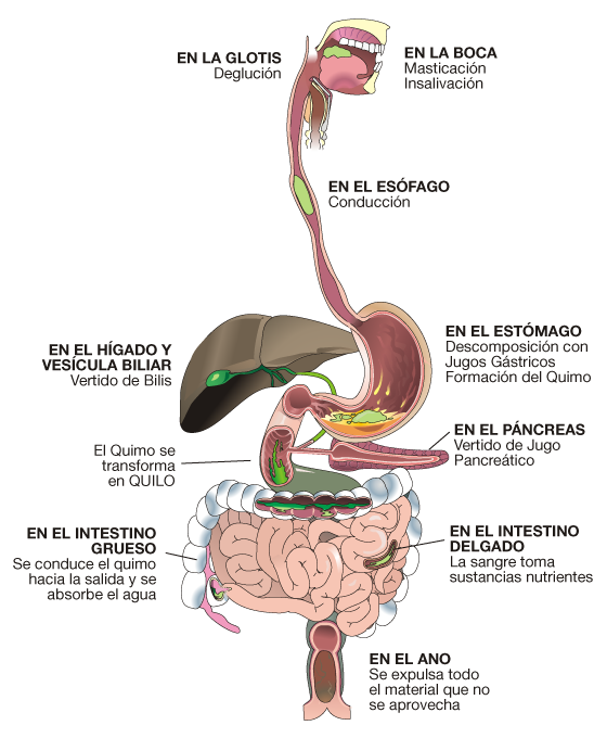 Resultado de imagen de talleres partes internas  del cuerpo humano grado 2