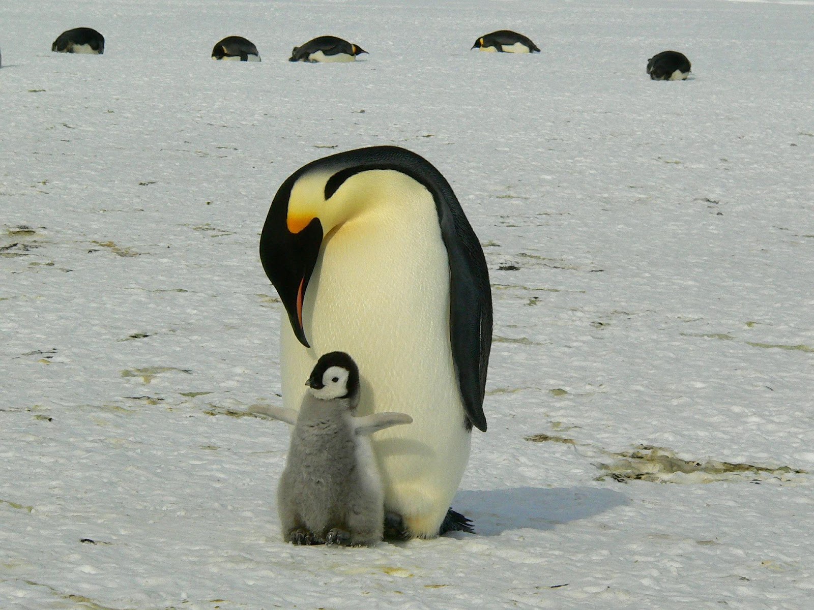 penguins are devoted fathers