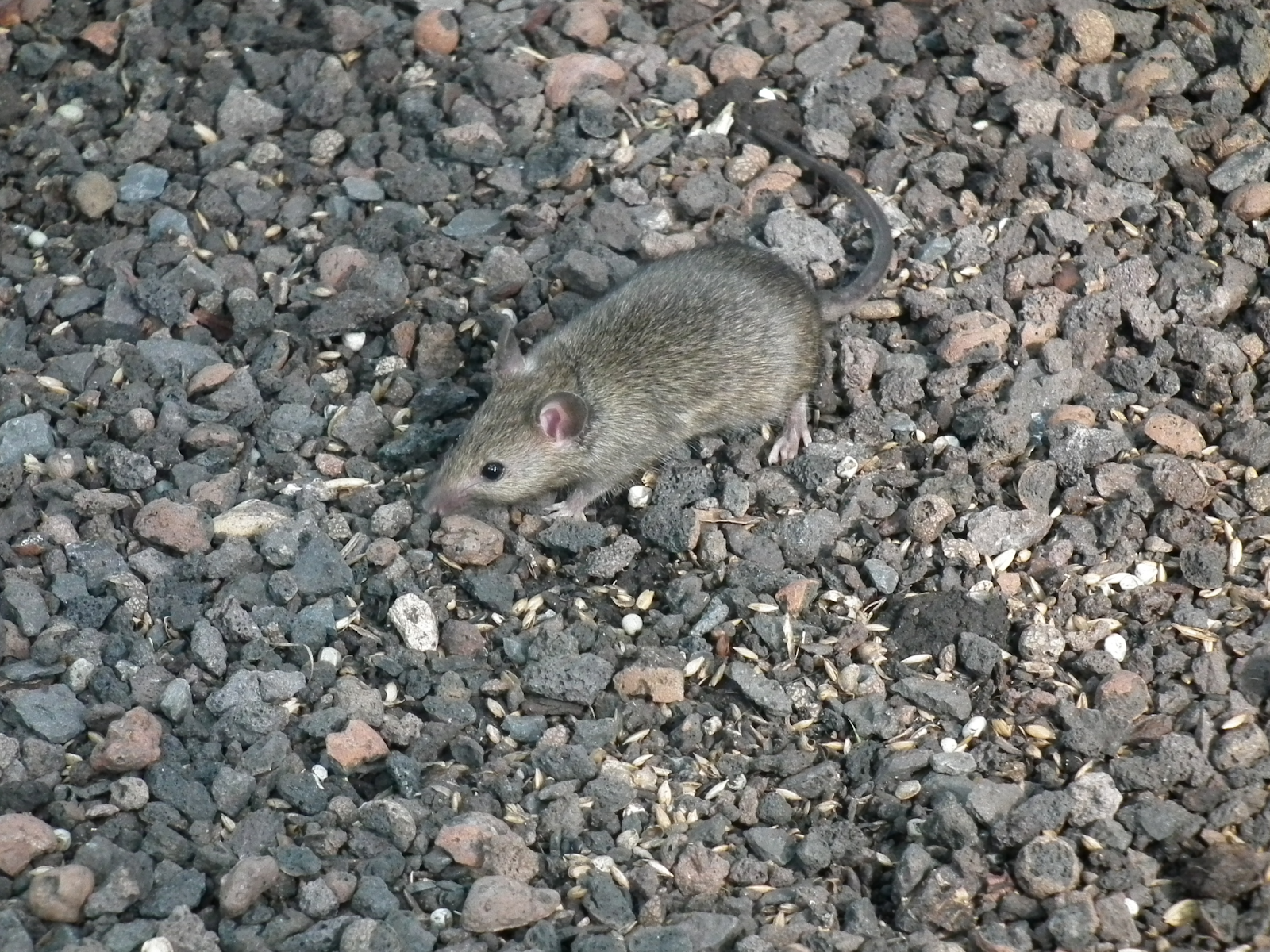 Đặc điểm nhận dạng loài chuột nhắt nhà