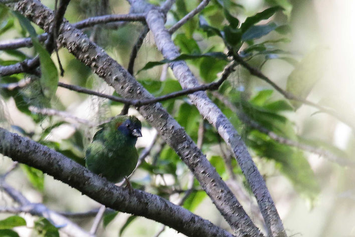 Adult female Mutis Parrotfinch encountered in second day near the same spot