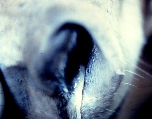 Mucoid nasal discharge observed in a horse with IAD.