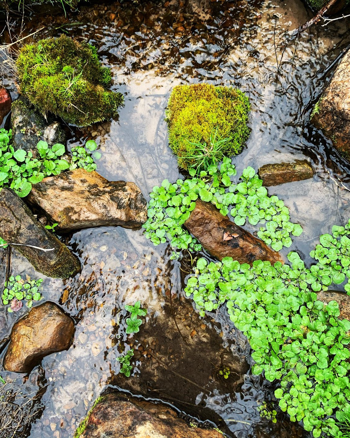 A spring in Bath County, Virginia. Photo by Grace Tuttle